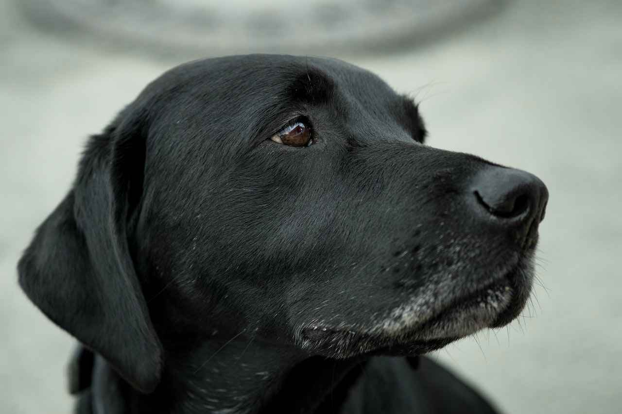 Labrador Retriever Coat Care: Tips to Keep Your Dog's Fur Clean and Tangle-Free
